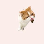 Boule herbe à chats sur support adhésif sur un mur dans une maison avec un chat