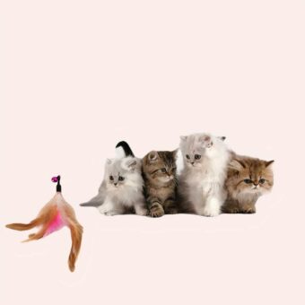 Jouet baguette à plume pour chat et chaton avec des chatons à l'intérieur
