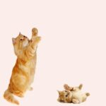 Jouet élastique avec fausse souris 3 pièces pour chat avec un chat qui joue avec