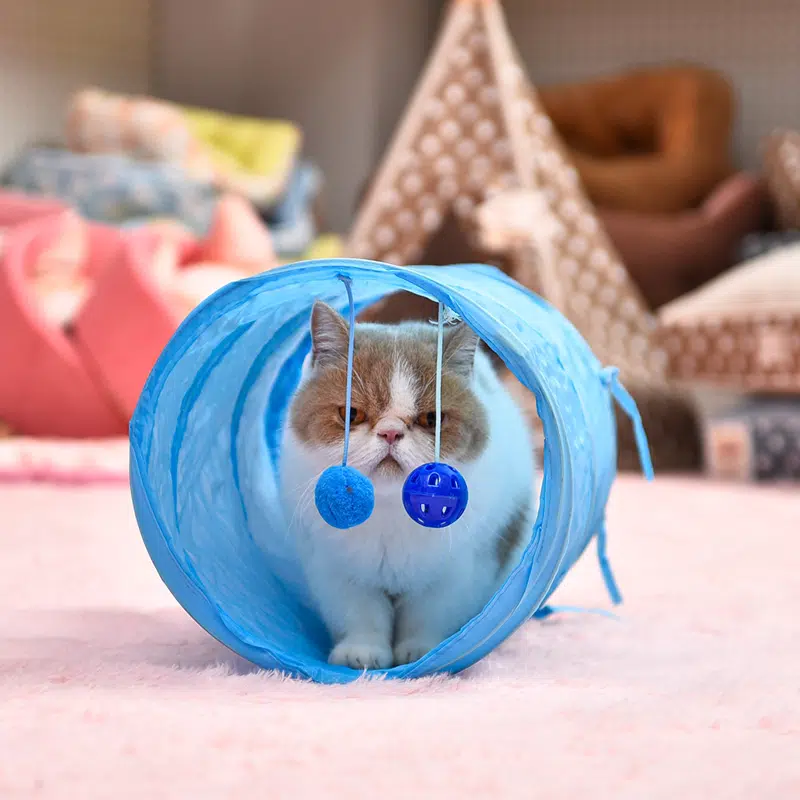 Tunnel pliable à clochette bleue pour chat avec un chat à l'intérieur dans une maison