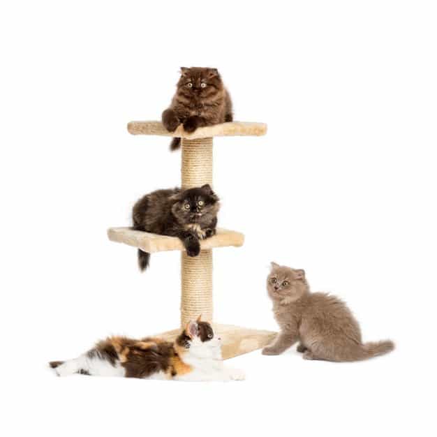 Quatre chats sur leur arbre