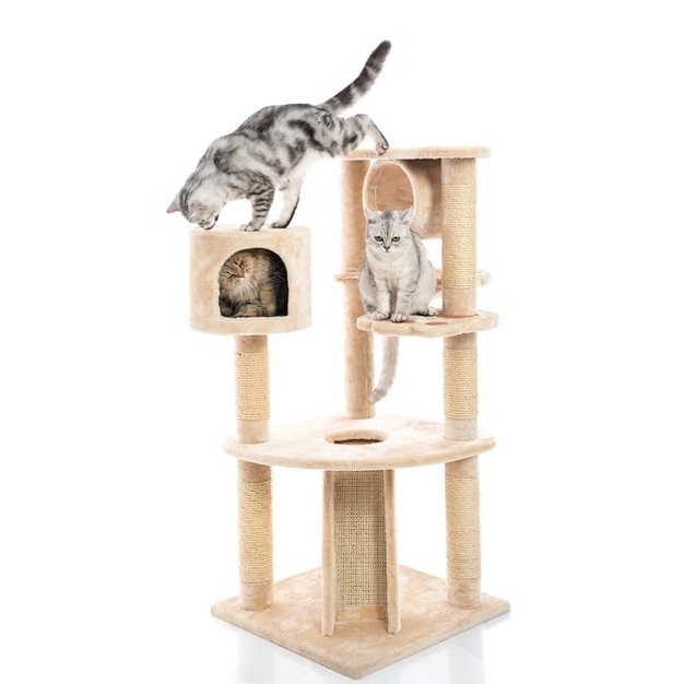 Trois chats sur leur arbre