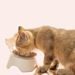 Bol chat en plastique antidérapant à la mode