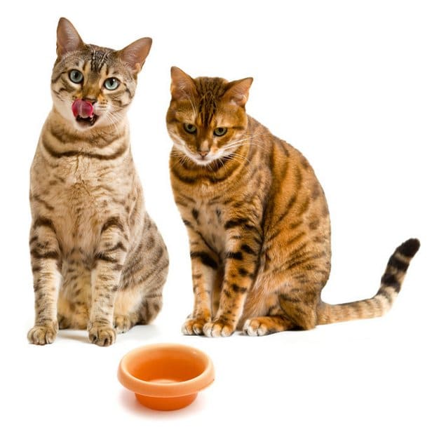 Deux chats devant un bol