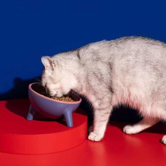 Bol de nourriture incliné à trois pieds de couleurs jaune et gris, très bonne qualité