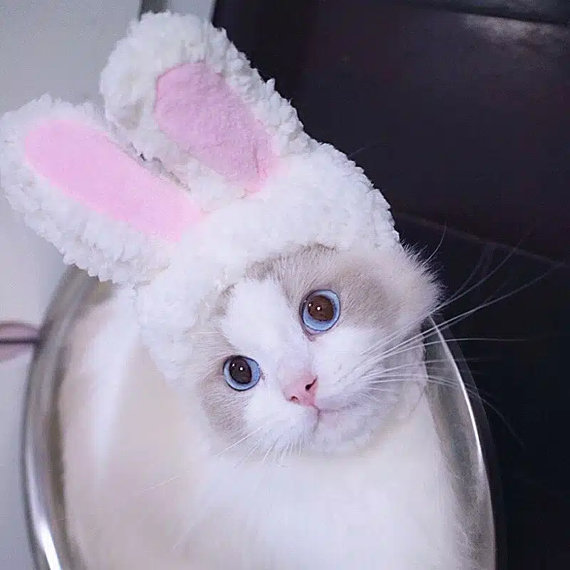 Bonnet chat blanc avec oreille de lapin