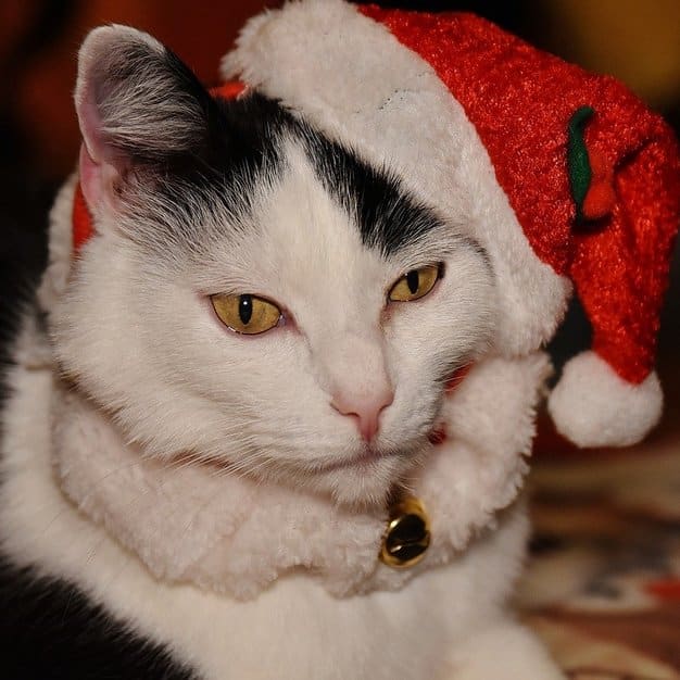Chat qui porte un bonnet pendant noël