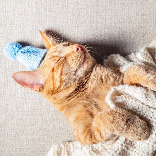 chat mignon qui dort avec son bonnet bleu