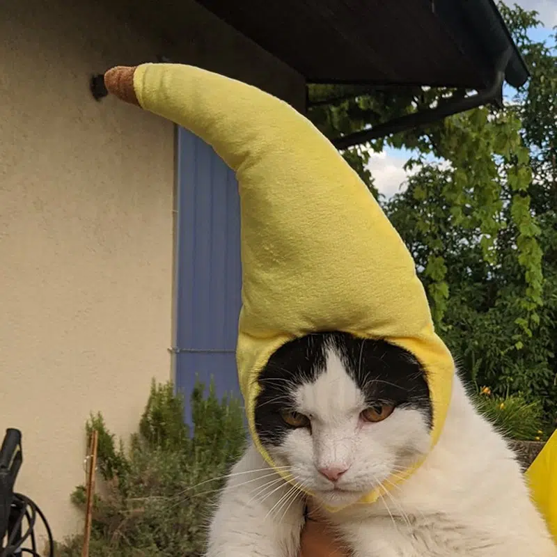Bonnet en forme de banane pour chat jaune porté par un chat à la mode