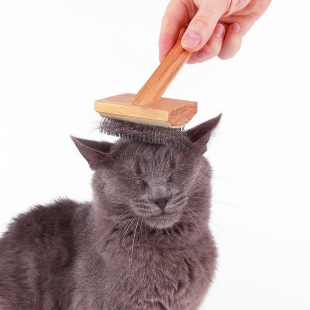 Chat avec une brosse