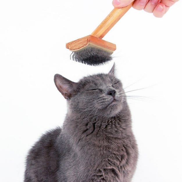 Une brosse avec un chat