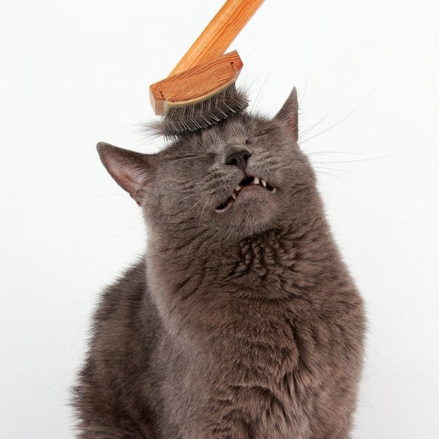 Brosse pour chat
