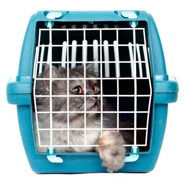 Chat dans une cage bleue