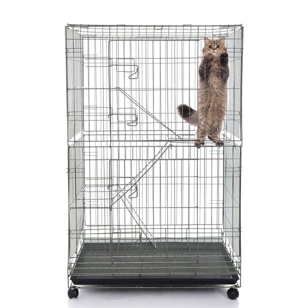 Chat dans une grande cage