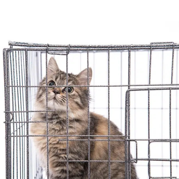 Chat dans une petite cage