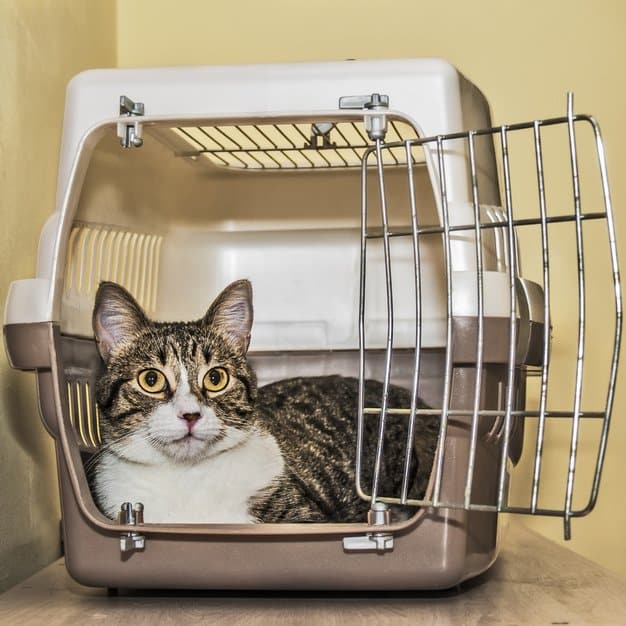 Chat dans une caisse de transport marron et blanche