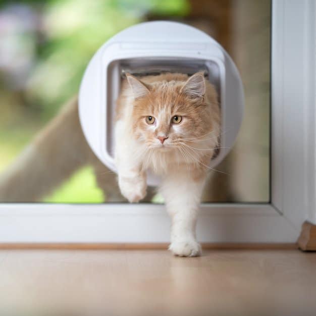 Chat blanc et roux sort passe à travers la chatière