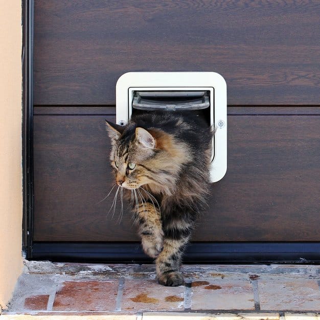 Chat qui sort à travers une chatière