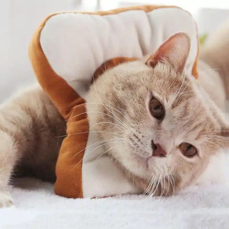 Collerette chat forme pain de mie et avocat porté par un chat sur un tapis dans une maison