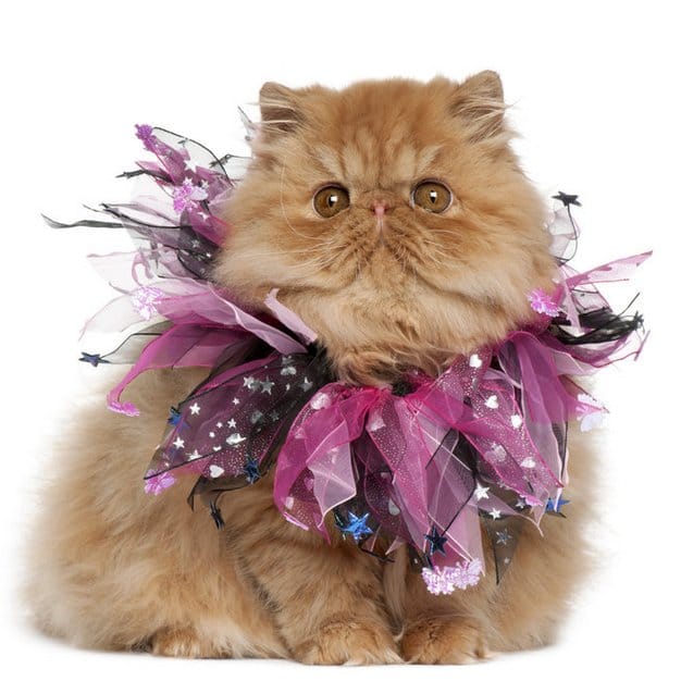 Chat roux porte une collerette violette