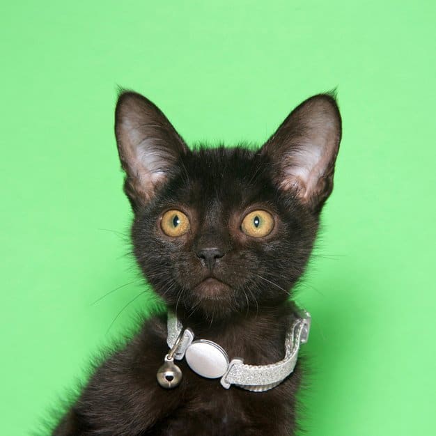 petit chat noir porte sa collerette blanche