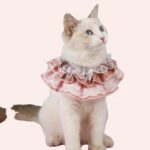 Collier en dentelle pour chat à la mode portée par un chat