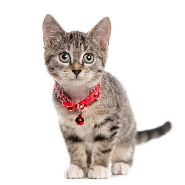 Petit chat gris porte son collier rouge