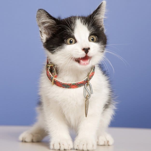 Petit chat mignon porte son collier gps