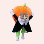 Costume d'halloween en forme de citrouille pour chat très à la mode portée par un chat