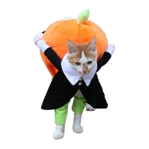 Costume d'halloween en forme de citrouille pour chat très à la mode portée par un chat