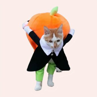 Costume d'halloween en forme de citrouille pour chat très à la mode portée par un chat