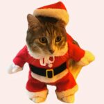 Costume de Père Noël pour chat à la mode, super qualité