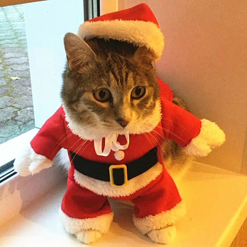Costume de Père Noël pour chat à la mode, super qualité