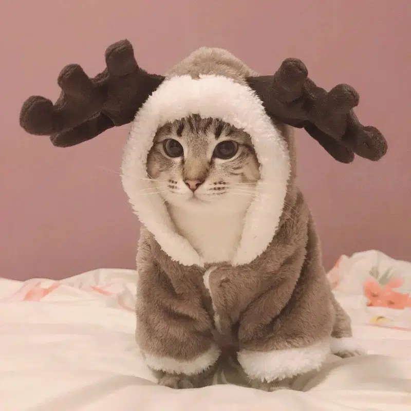 Costume en polaire en forme de cerf pour petit chat porté par un chat sur un lit dans une maison