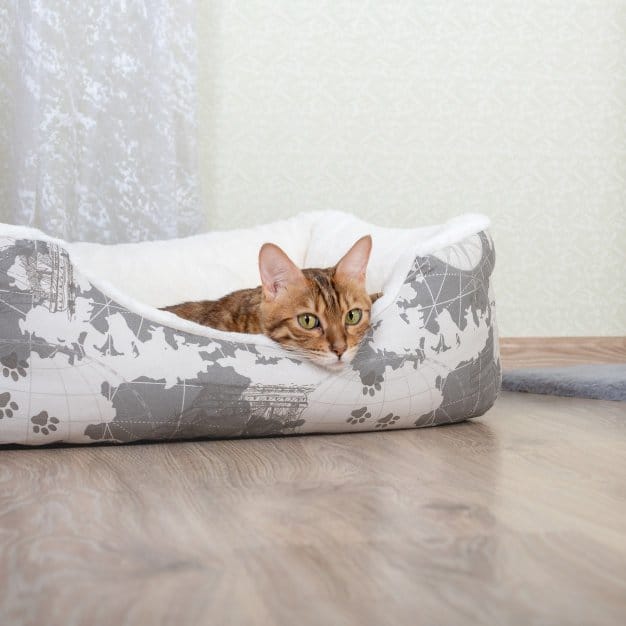 Chat roux sur son coussin blanc et gris
