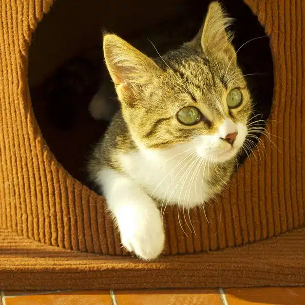 Chat assit dans sa petite maison