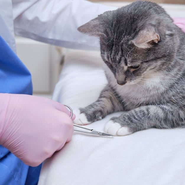 Vétérinaire entrain de couper les griffes d'un chat