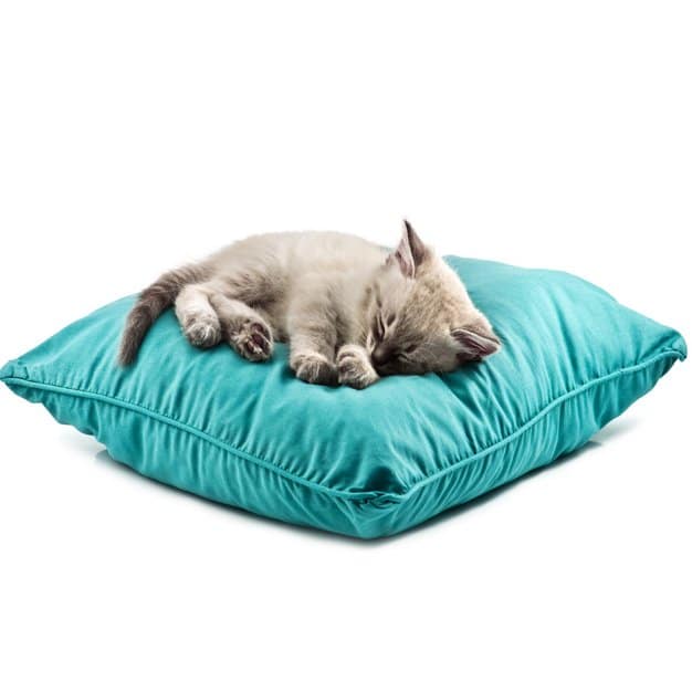 Chat siamois sur son coussin turquoise