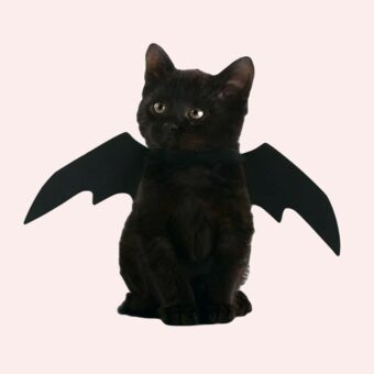 Déguisement aile de chauve-souris pour chat noir