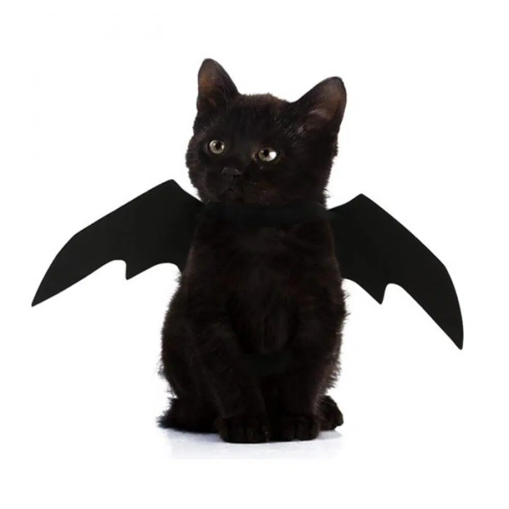Déguisement aile de chauve-souris pour chat noir