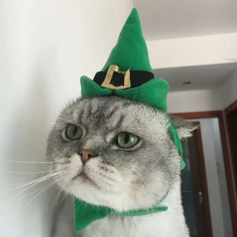 Déguisement chapeau de noel vert pour chat porté par un chat dans une maison