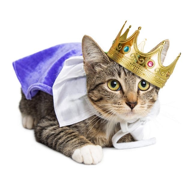 Chat déguisé en roi avec une couronne