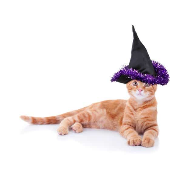 Chat avec un chapeau de sorcière