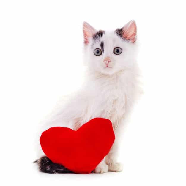 Petit chaton avec son doudou cœur rouge