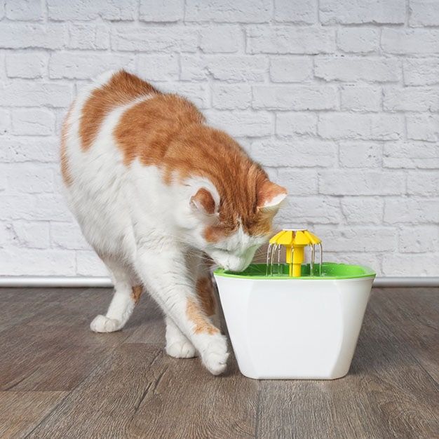 Chat entrain de boire de sa fontaine verte et blanche