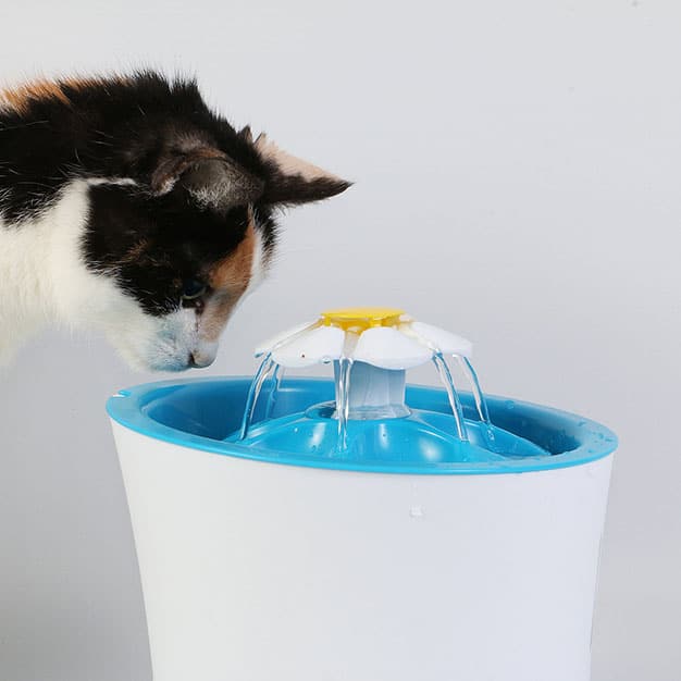 chat entrain de boire de sa fontaine bleue et blanche
