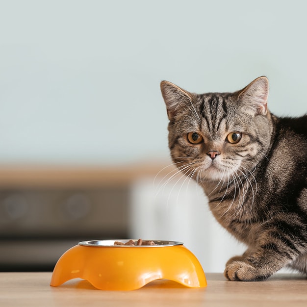 Chat entrain de manger dans sa gamelle orange anti-glouton