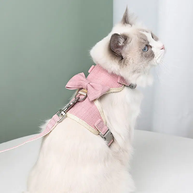 Harnais et laisse avec noeud pour chat porté par un chat à la mode dans une maison
