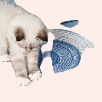 Housse de protection pour lit de chat confortable, super qualité