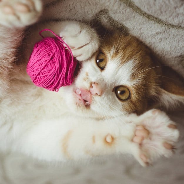 Chat s'amuse avec son jouet boule de laine